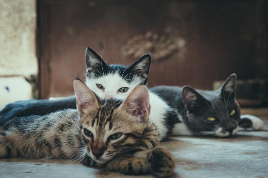 Close-up of three relaxed domestic cats lying together, showcasing their playful innocence and companionship.