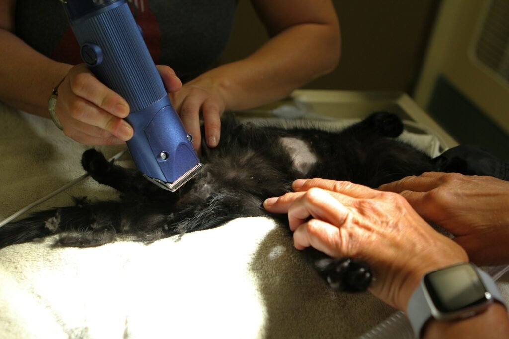 A woman using a hair dryer on a cat